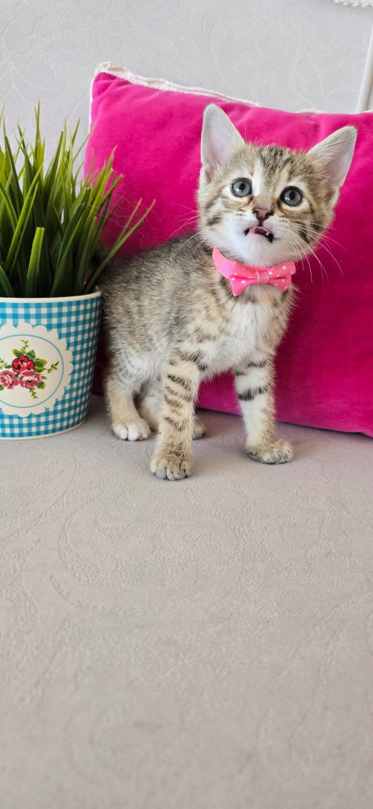 patisu - Sahiplenme İlanı